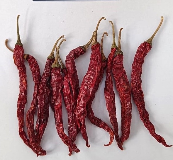 Red chilli's Byadgi Syngenta Best