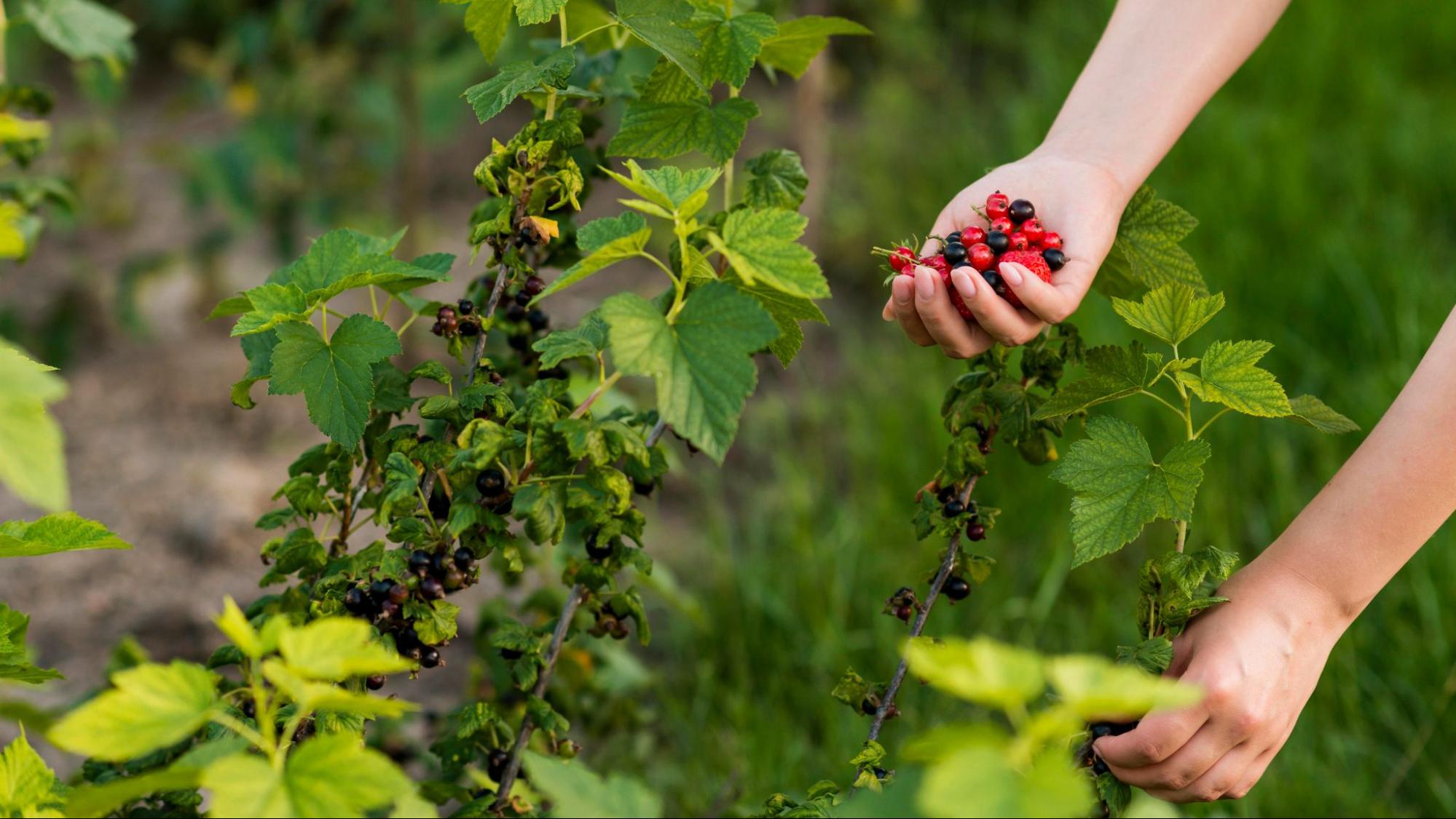 Coffee cherry-picking: Selective Picking vs. Strip Picking